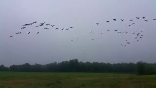 Canadian Geese Migrate in Formation over Rochester NH