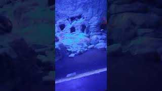 ripley's aquarium 1