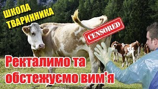 Ректальне обстеження та перші ознаки маститу | Школа тваринника | Куркуль