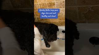 I recommend doodles to get baths at least every two weeks for coat and skin health! #doggrooming