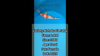 F1 Sakai Kohaku 35BU Female Show Quality | Ikan Koi | KiGoi