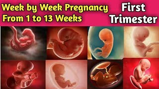 Pregnancy week by week || 1 - 13 weeks || fetus development || 1st Trimester