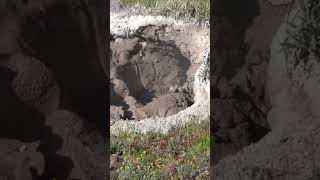 Mudpots of Yellowstone