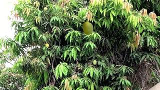 Animation of falling mangoes from mango trees