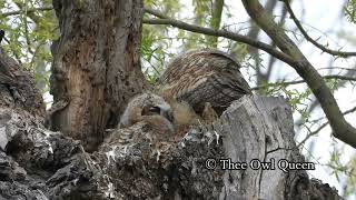 OWLETS