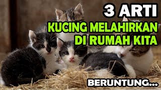 PERTANDA INI JIKA, KUCING MELAHIRKAN DI RUMAH KITA