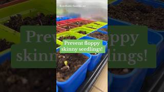 Prevent FLOPPY Skinny SEEDLINGS 🌱 #homegarden #seedstarting