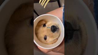 DOG IN A INSTANT NOODLE CUP #china #dog #shorts