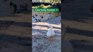 Virginia Lake Reserve 110 Great North Road, St Johns Hill, Whanganui 4500 #duck #ducks #오리