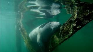 Crystal River - Manatees - Florida (2016/11)