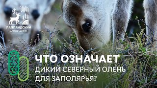 Что означает дикий северный олень для Заполярья?