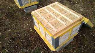 Beekeeping. Итальянка ( Асиоли и Детори)