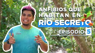 Anfibios que habitan en #RíoSecreto| Río Secreto #AlNatural | Ep. 5 - Temp. 2