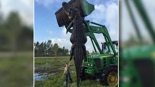 Massive 15-Foot, Cattle-Eating Alligator Killed In Florida - Newsy