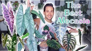 Top 5 ALOCASIA in my COLLECTION ( What I LEARNED, My Favorites & Most SURPRISING)