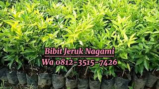 Dapatkan Bibit Jeruk Nagami Unggulan Sekarang!