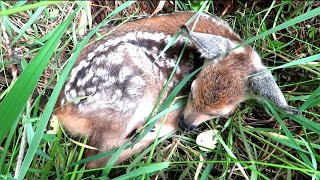 Детеныш Косули в траве, Roe deer baby