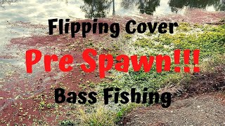 Flipping Cover for Pre Spawn Big Bass in San Jose on 12lb Fluoro!!!