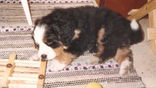 berner sennenhund (bernese mountain dog)