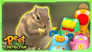 Squirrel, Ants, Boogers!| Animal Stories For Kids | Peet The Forest Detective