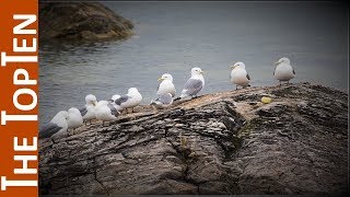 The Top Ten Amazing Arctic Birds