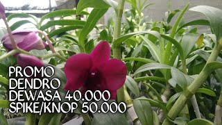 Promo Dendro Dewasa @ Rp. 40.000 dan Sike Knop Harga @ Rp. 50.000, WA 0889 5125 4552