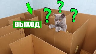 СДЕЛАЛИ ОГРОМНЫЙ ЛАБИРИНТ для кошки. Где выход? Реакция Китти.