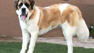 St Bernard Fast Facts