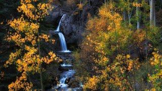 Golden Season in Colorado