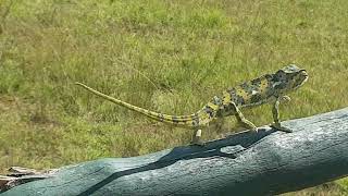 CHAMELEON HUNTING#shortvideo#viral#viralshort#animals