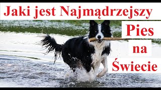 Border Collie - jaki jest najmądrzejszy Pies na Świecie?