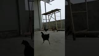 Black chicken