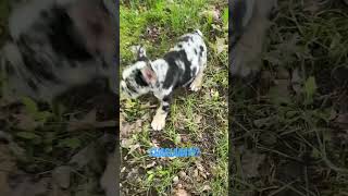 Charlie one week later! #dog #shortvideo #shortsvideo #frenchie