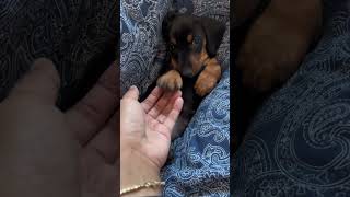 Dachshund Dreams on Wheels: Watch This Pup Master the Art of the Car Nap! 🚗🐾💤