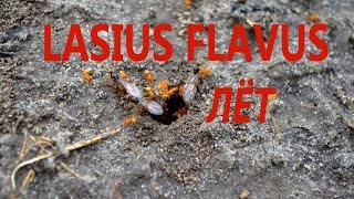 Муравьиная ферма. Лёт муравьев Lasius flavus. Flight ants Lasius flavus