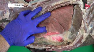 Anatomy of the thorax of the dog (respiratory system) part 1