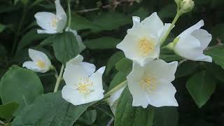 Philadelphus coronarius ou jasmin des poètes Parfum simple et délicieux