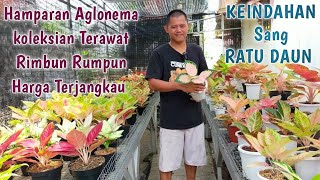 Aglonema Koleksi Size Besar Rawatan Udah Lokal Harga Terjangkau Banget..CUSs Merapat