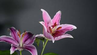 Time lapse of a lily flower opening