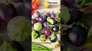 #organic vegetables harvest #organic#shorts