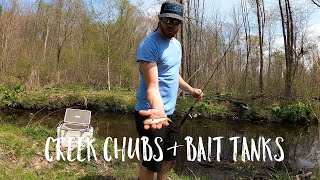 Creek Chubs & Bait Tanks