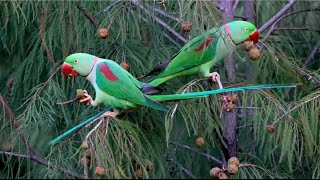 Meet My New Alexandrine Parakeet Parrots!