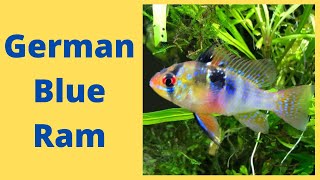 German Blue Ram Care Guide