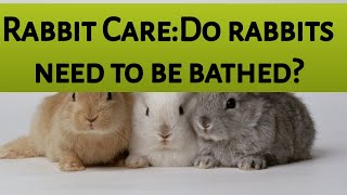 Rabbit care:Do rabbits need to be be bathed?മുയലുകളെ കുളിപ്പിക്കേണ്ടതുണ്ടോ?