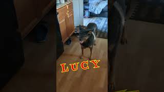 Lucy The German Shepherd Visits So I Give Her Chicken