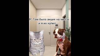 Когда мама отправила в магазин 😂 #cat#catmemes#memes#catshorts#cats#рекомендации#приколы#пжврек