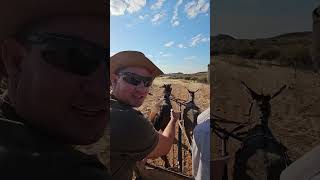 Kalahari Ferrari, Kamanjab Namibia! #shorts