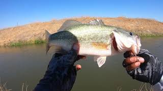 Looking for Big Largemouth Bass in Los Banos!!!