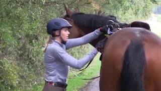 Ausrüstung für Pferd und Reiter im Gelände