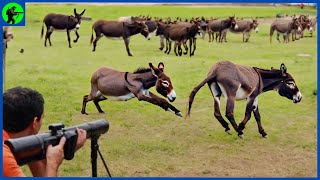 How Do Australian Hunters Deal With 5 Million Invading Wild Donkeys |  Farming Documentary